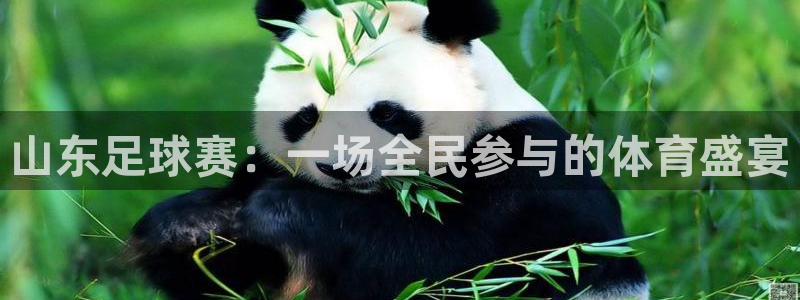 山东足球赛：一场全民参与的体育盛宴