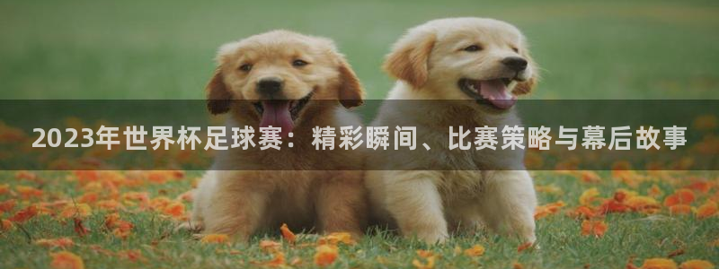 2023年世界杯足球赛：精彩瞬间、比赛策略与幕后故事